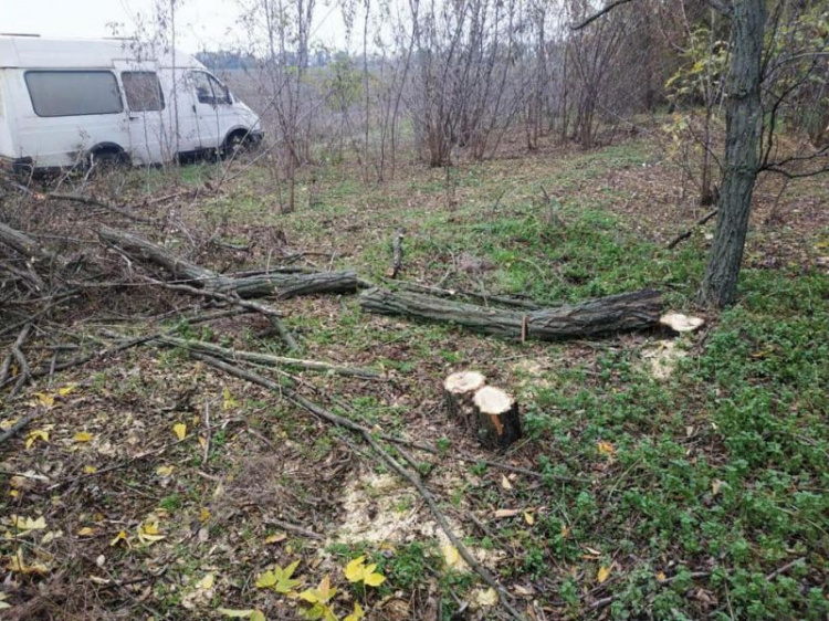 В Криворожском районе задержали дровосека, который срубил почти три десятка акаций