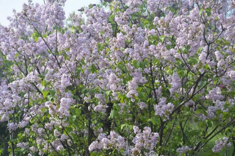 Цветение сирени и яркие краски весны: криворожский ботанический сад приглашает в гости