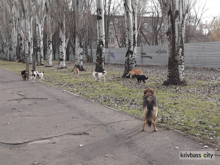 У травні в Кривому Розі проведуть підрахунок кількості безпритульних собак