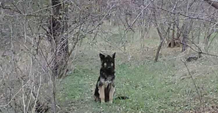 Криворожский Хатико: брошенная в лесополосе собака ждет своего хозяина (фото)