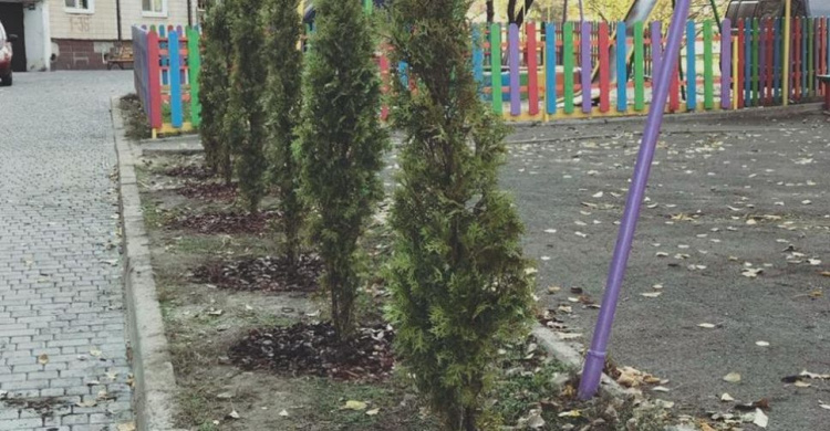 В Кривом Роге обычные дворики превращаются в вечнозеленые оазисы (фото)