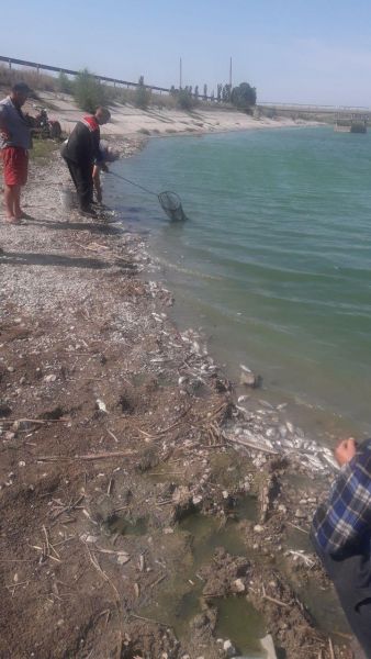Массовая гибель рыбы: в Криворожском районе эксперты выясняют причины (фото)