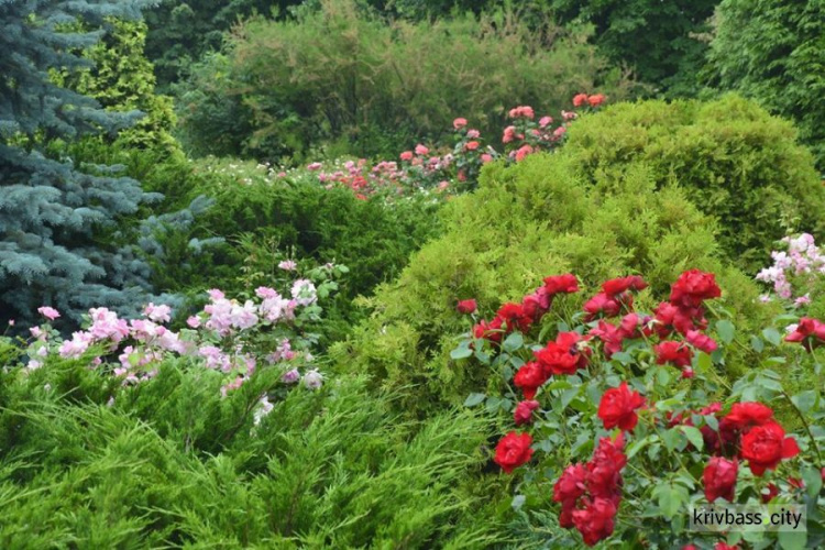 Літо буяє! Ботанічний сад запрошує криворіжців помилуватися квітами