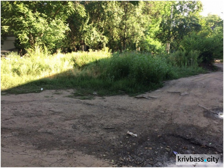 Бесконечные ямы, заросли и мусор: криворожане просят привести в порядок двор на улице Есенина  (ФОТО)