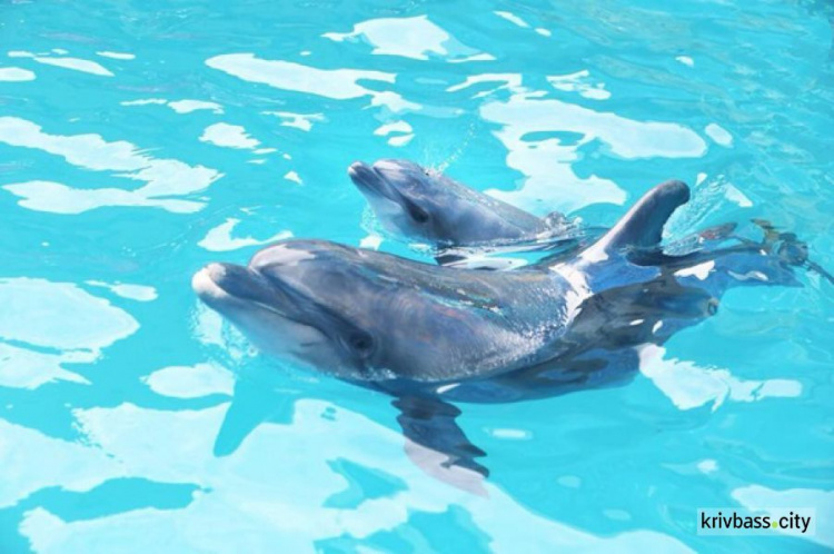 В дельфинарии Одессы детеныш родился во время шоу (ФОТО+ВИДЕО)