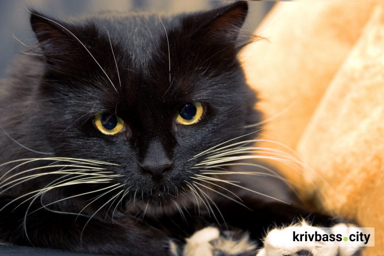 Міжнародний день чорного кота: іменини, свята і прикмети 17 серпня