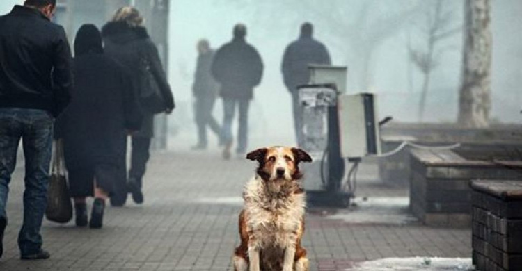 В 2019 году на обращение с бездомными животными в Кривом Роге выделяют более 10 млн. гривен