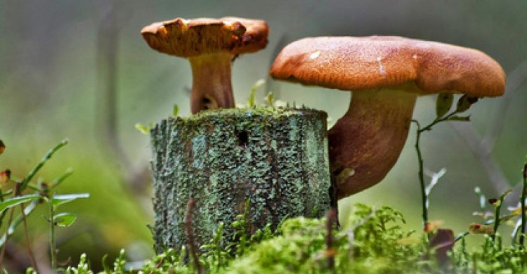 Сезон грибной опасности: медики и экологи напоминают – съедобных грибов в Кривом Роге нет!