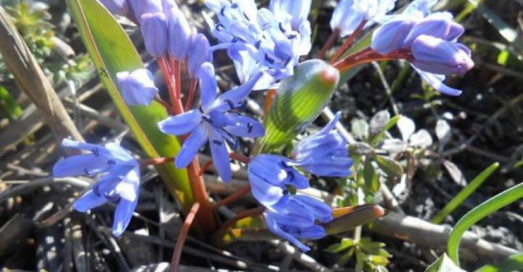Ботанический сад приглашает криворожан в гости полюбоваться первоцветами (фото)