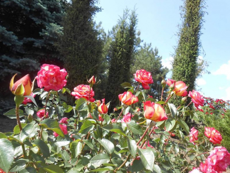 Криворожский ботанический сад приглашает полюбоваться экзотическим тюльпановым деревом, пионами, розами (ФОТО)
