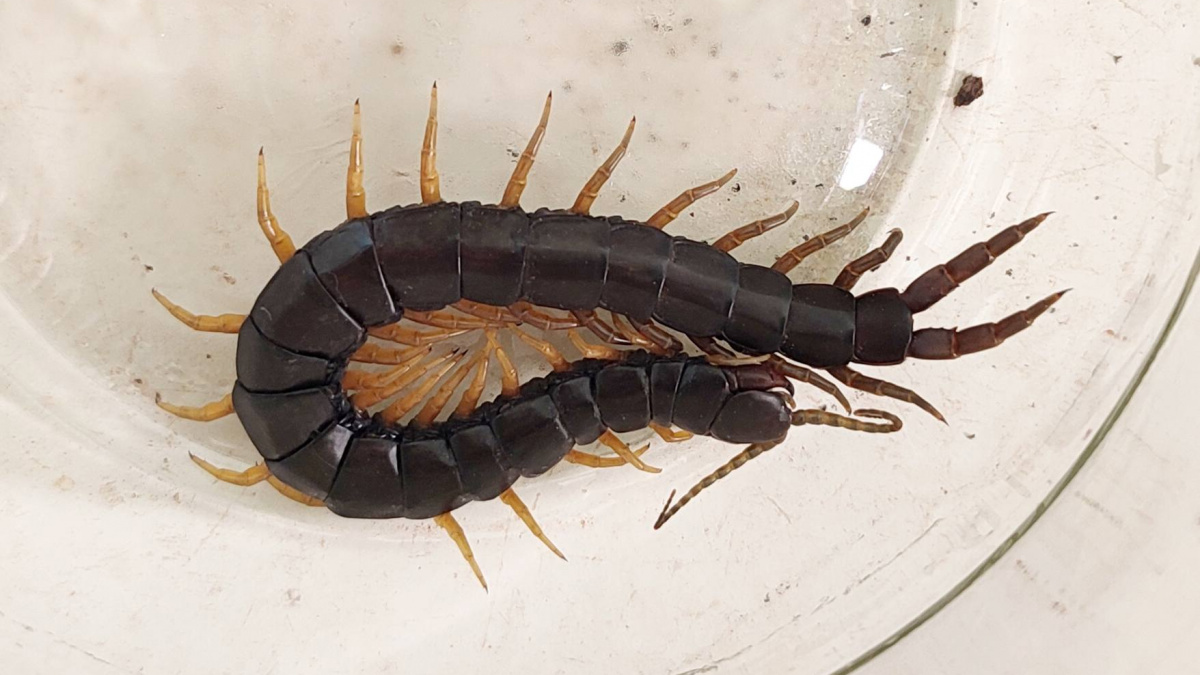 Порнодағы ең шырынды есектер ВКонтакте желісіндегі жас модельдердің қатысуымен порно