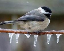 Відлига і циклон: що чекати Україні найближчими днями - фото з відкритих джерел