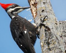Птах, якому не страшний струс мозку: феномен дятла - фото з відкритих джерел