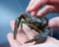 Заборона вилову раків, фото з відкритих джерел 