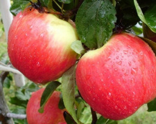 В Україні стартував яблучний сезон: які ціни