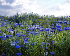 Волошки, фото Володимира Тертишника