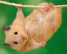 Про що мовчить ваш хом’ячок - фото з відкритих джерел