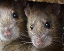 Як захистити дім від щурів: дешевий і природний спосіб - фото з відкритих джерел