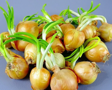 Чи можна їсти цибулю, яка проросла: відповідь, яку знають не всі - фото з відкритих джерел