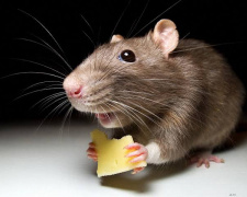 фото з відкритих джерел 