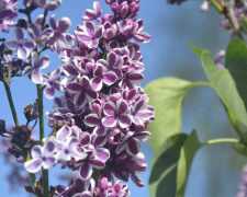 Квітіння бузку, фото Криворізького ботанічного саду 