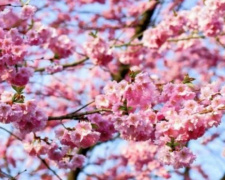 Криворожский ботанический сад приглашает полюбоваться распустившейся сакурой и магнолией (ФОТО)