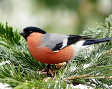 Життя снігура: від лісових хащ до зимових садів - фото з відкритих джерел