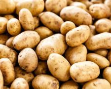 Картопля дешевшає, фото ілюстративне