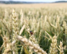 Урожай під загрозою: на Дніпропетровщині різко побільшало хлібних жуків