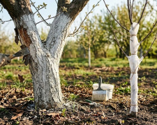 Весняний догляд за садом: все про побілку дерев - фото з відкритих джерел