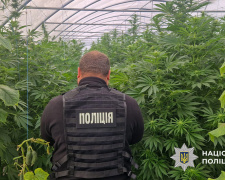 «Огірки» з сюрпризом: на Дніпропетровщині поліцейські розкрили теплицю з коноплями на 7 мільйонів