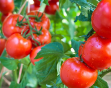 Щоб помідори були як мед: чим підживити томати в липні - фото з відкритих джерел