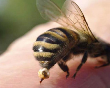 Укус бджоли, фото з відкритих джерел 