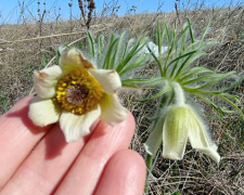 Унікальна квітка з Червоної книги: на Криворіжжі знайшли рідкісну білу сон-траву (ФОТО)