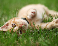 Як віднадити котів із саду - фото з відкритих джерел