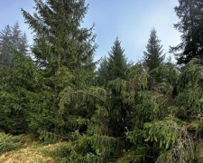 Фото з відкритих джерел