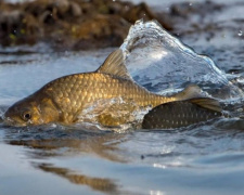 Нерестова заборона, фото ілюстративне