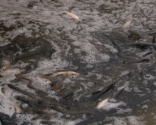 Зарибленні водойм, фото Суспільне