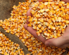 Фермери Дніпропетровщині можуть отримати насіння безкоштовно: як це зробити