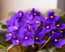 Поради квітникарям: чим підживити фіалки вдома - фото з відкритих джерел