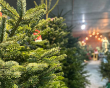 Ялинка після свят: коли прибирати без шкоди для дому - фото з відкритих джерел