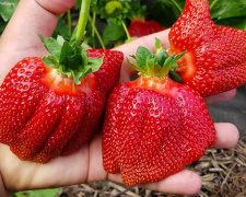 Природний засіб для жінок у період гормональних змін - фото з відкритих джерел