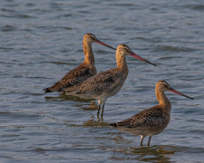 Фото спільнота "Природа Криворіжжя"