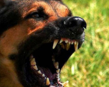 В Кривом Роге суд признал виновным хозяина собаки, напавшей на пенсионера