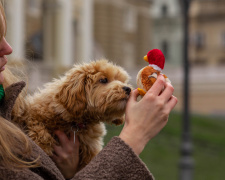 Не всі іграшки для домашніх улюбленців безпечні - фото з відкритих джерел