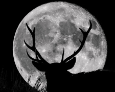 Оленяча повня - фото ілюстративне з відкритих джерел  