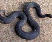 Фото з відкритих джерел