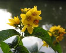 Садівники попереджають: ці популярні рослини краще оминати - фото з відкритих джерел