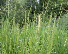 Як знищити бур’ян, що виживає після фрези - фото з відкритих джерел