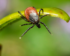 Кліщі, фото з відкритих джерел 